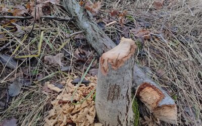 Czy będzie dobrze Panie Bobrze? Czy możesz sam usunąć żeremie lub tamę bobrów